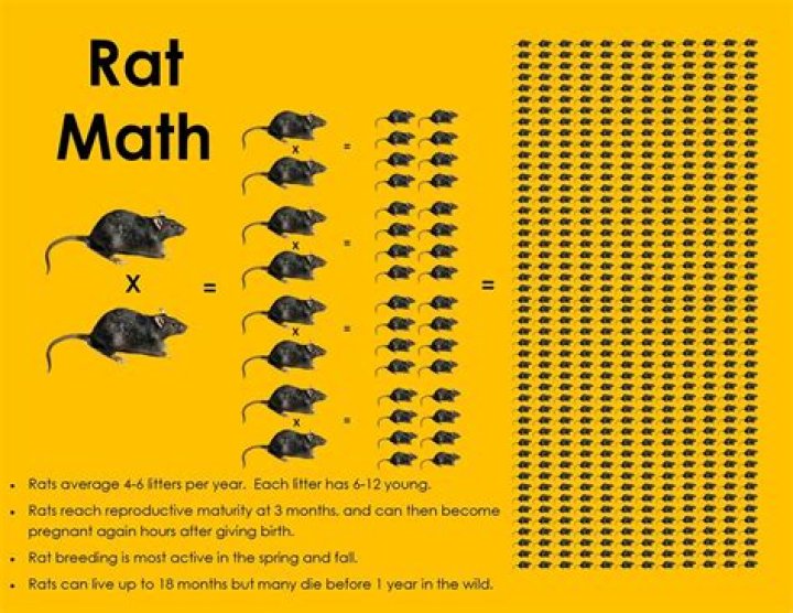 How fast can Rats multiply?
