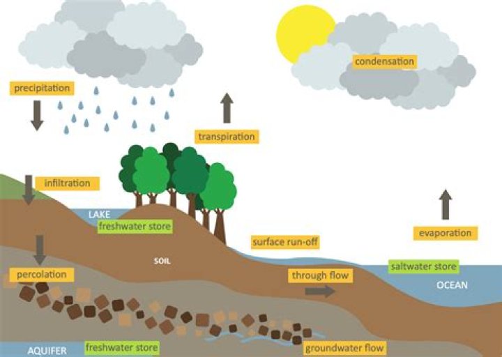How is soil important in the hydrologic carbon and nutrient cycles?