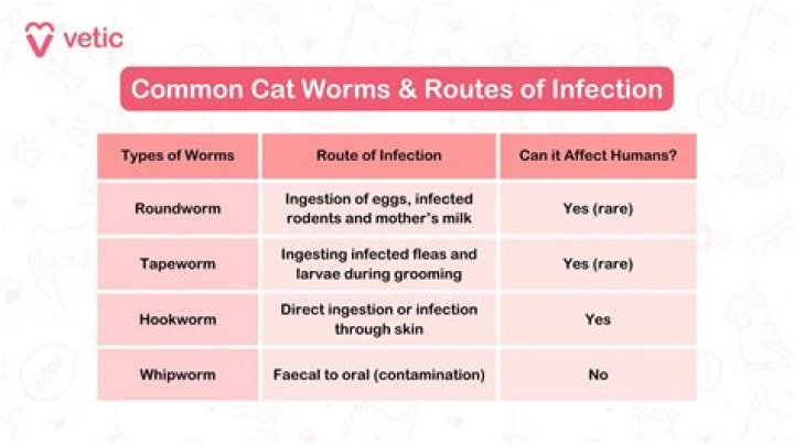 How long can a cat have worms?