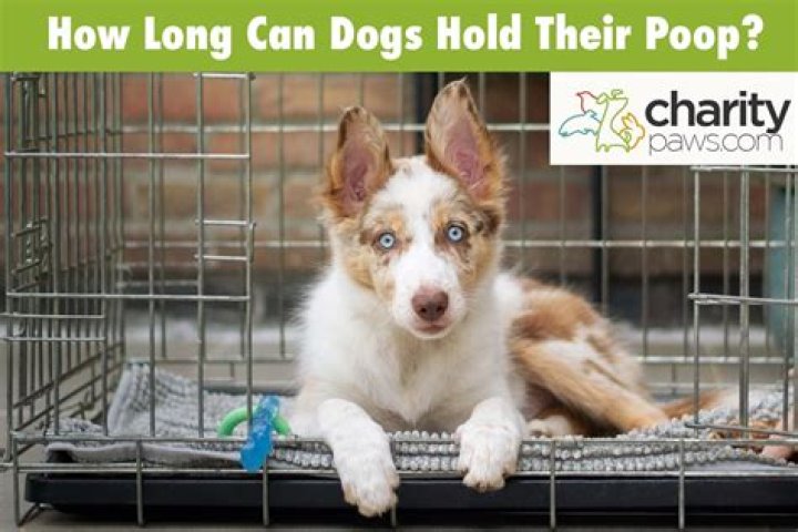 How long can a dog hold poop?
