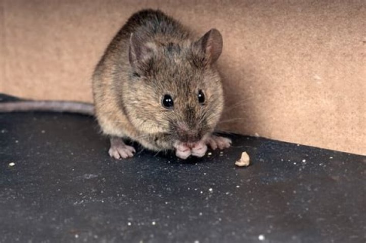 How long can a trapped mouse live?