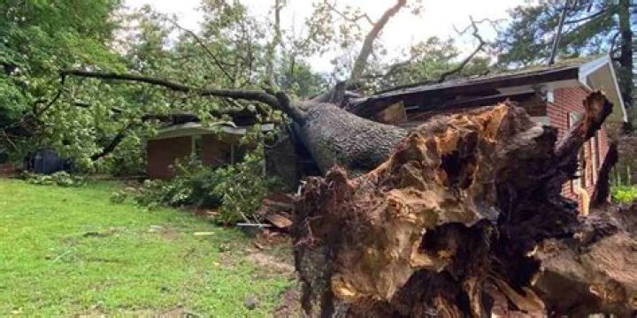 How long can a tree survive out of the ground?