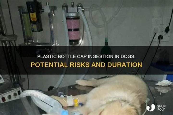 How long can plastic stay in a dog's stomach?