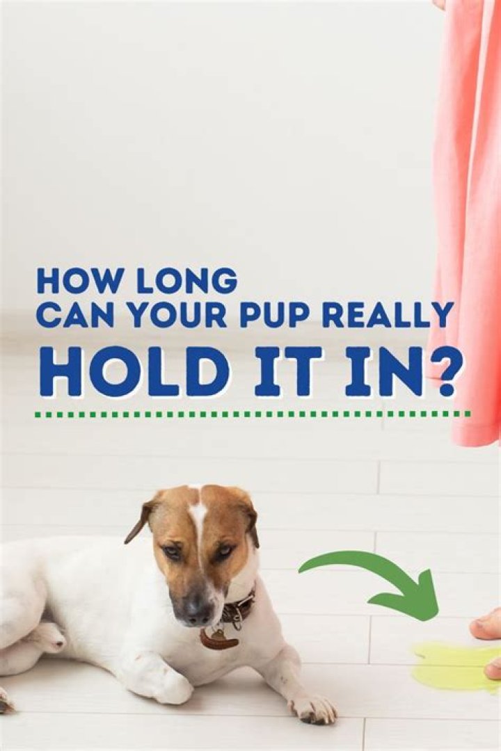 How long can puppies hold their pee?