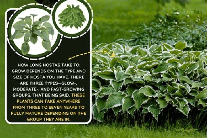 How long do bare root hostas take to grow?