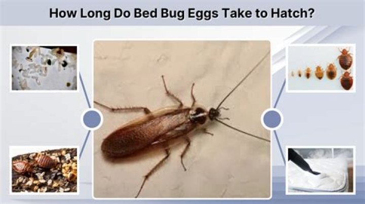 How long do bed bug eggs last?