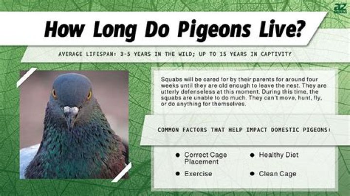 How long do king pigeons live?