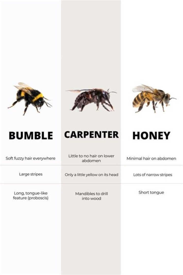 How long does it take a carpenter bee to make a hole?