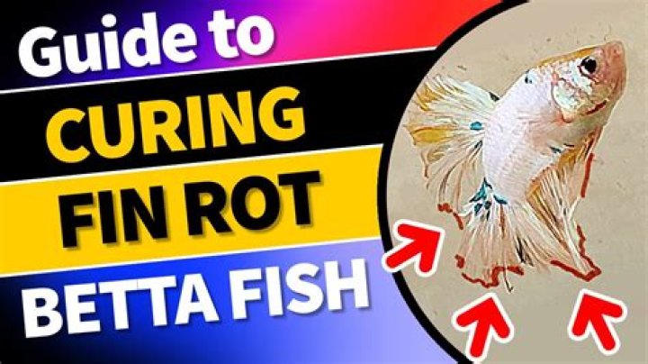 How long does it take for a betta fish to recover from fin rot?