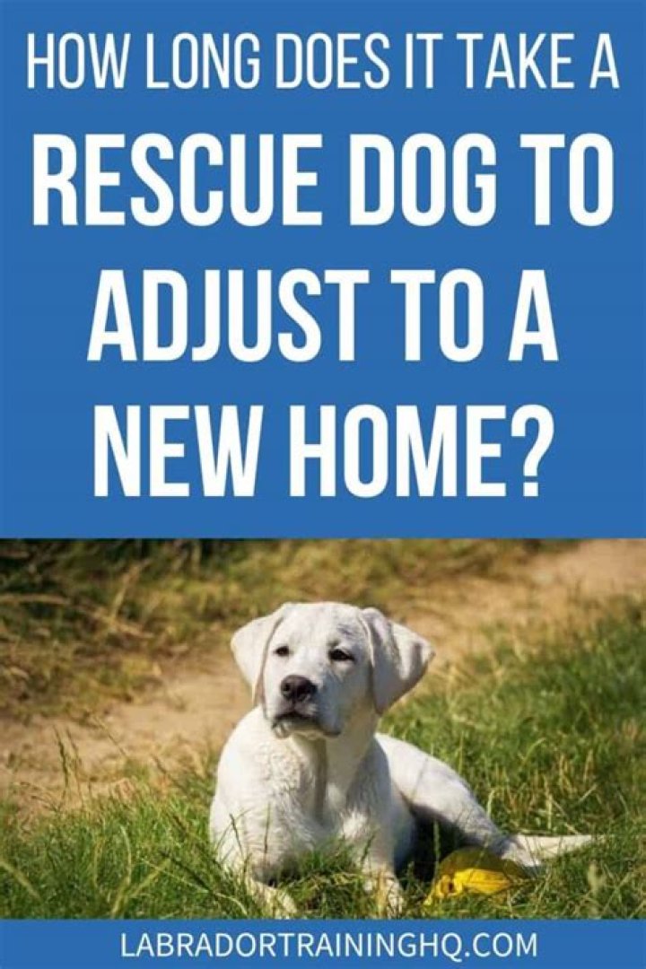 How long does it take for a dog to adjust to a new baby?