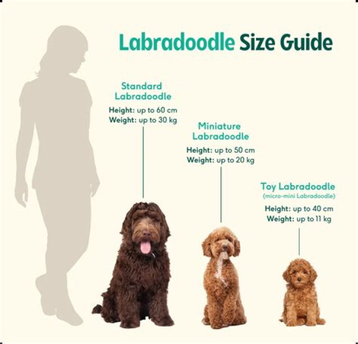 How long does it take for a Labradoodle to lose its puppy coat?