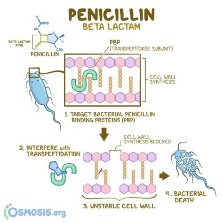 How long does it take for penicillin to kick in?
