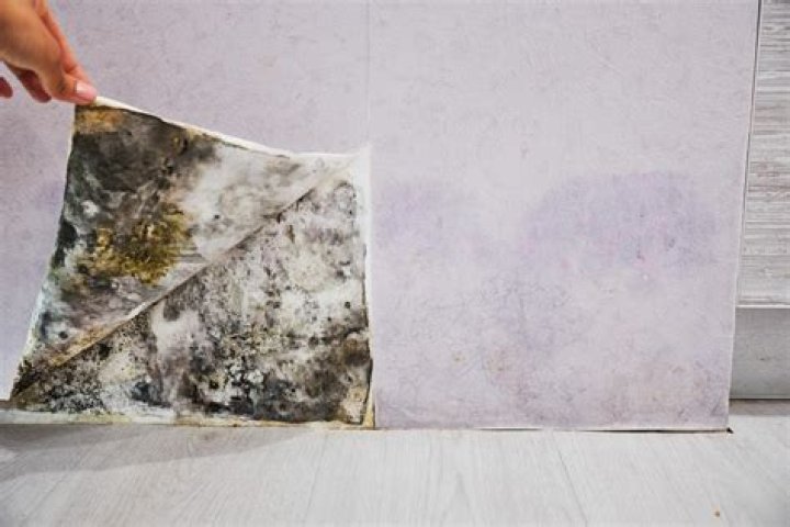 How long does it take mold to destroy a house?