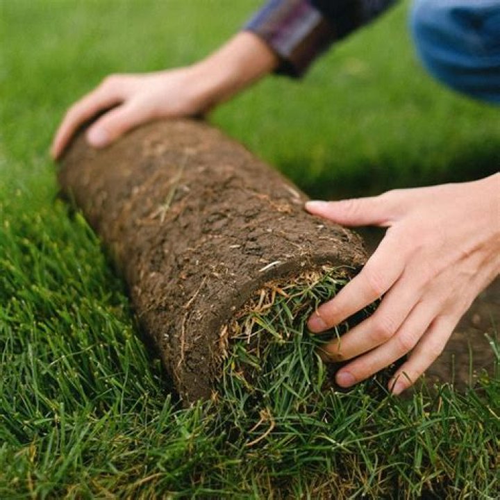 How long does it take sod to root?