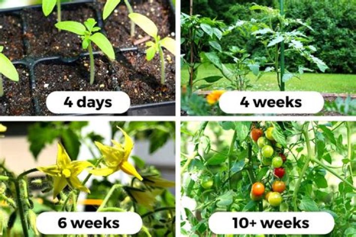 How long does tomato take to lighten skin?