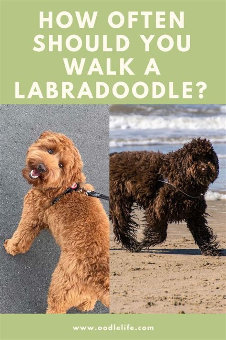 How long should I walk my Labradoodle?