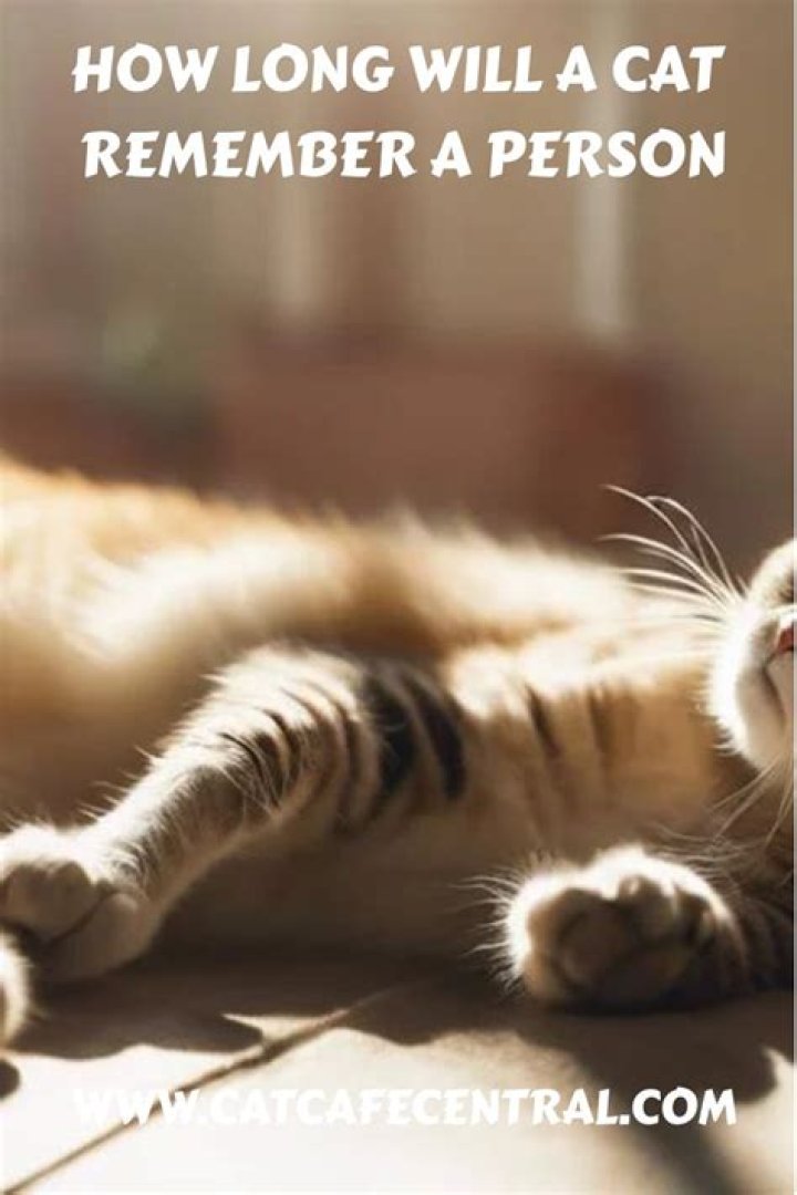 How long will a cat remember a person?