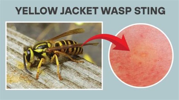 How many babies do yellow jackets have?