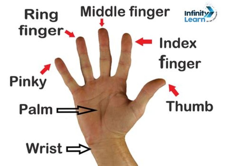 How many fingers is a speculum?