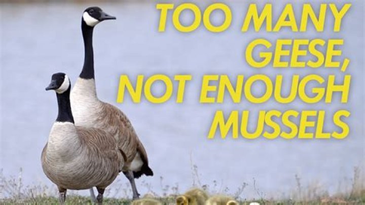 How many geese does it take to make a down jacket?