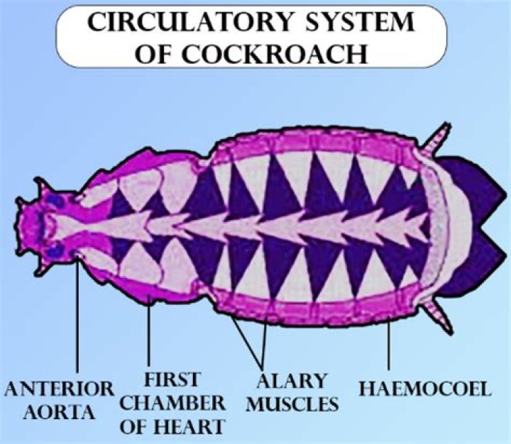 How many hearts does a cockroach have?