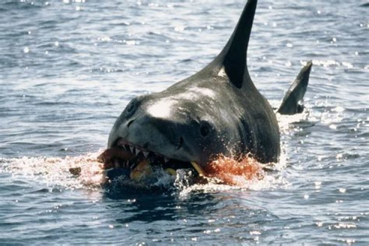 How many jump scares are in Jaws?