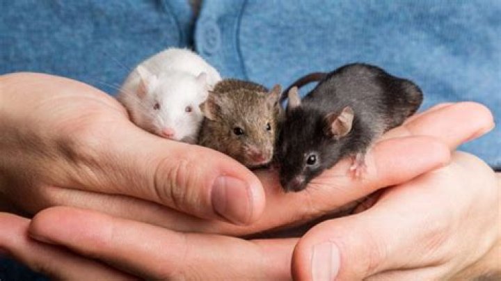 How many mice are normally in a nest?