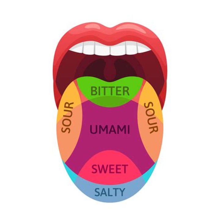 How many tastes do humans have?