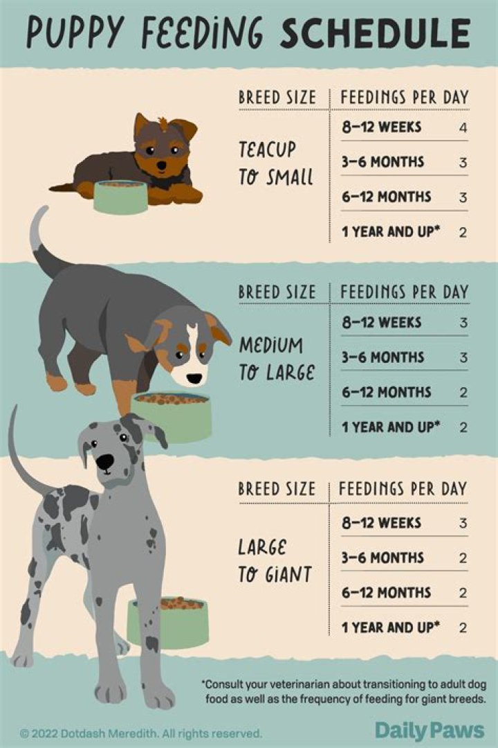 How many times a day should you take your dog out?