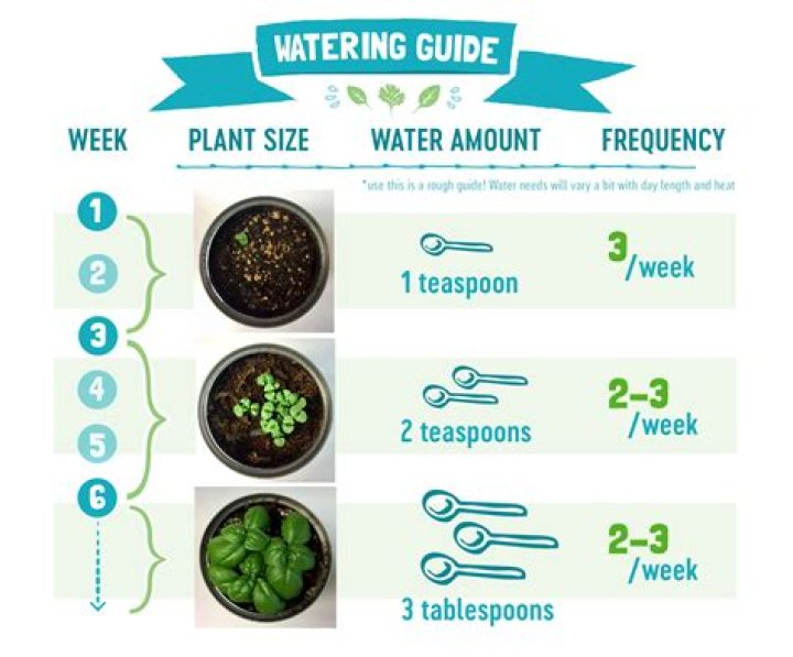 How many times a week do you water plants?