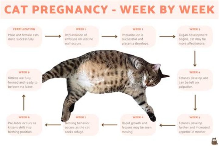 How many weeks can I be pregnant?