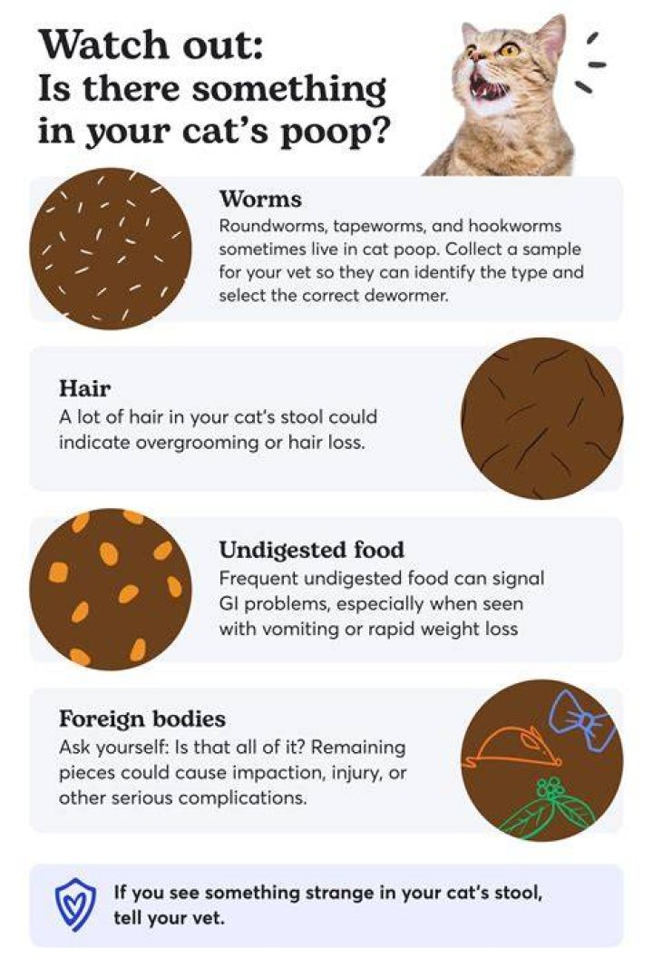 How much do rats poop a day?