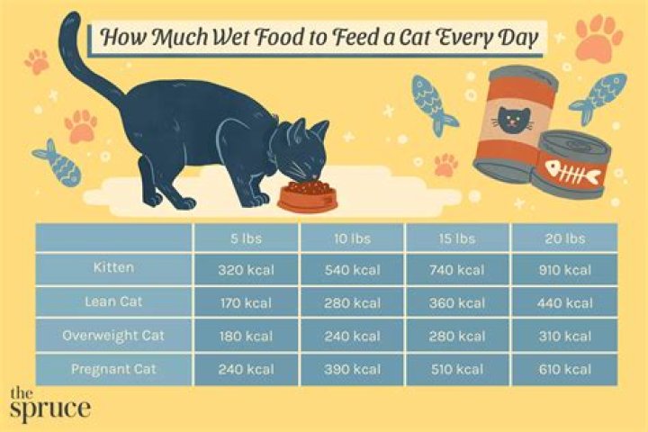 How much should u feed a cat?