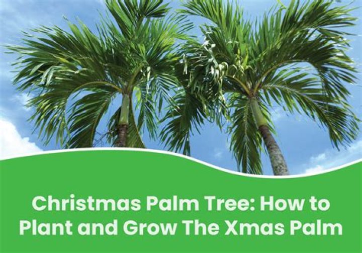 How much sun does a Christmas palm need?