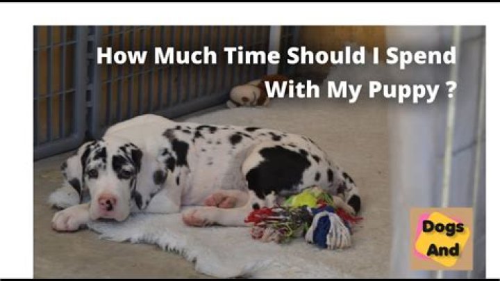 How much time should you spend with your puppy?