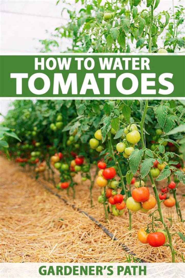How much water do tomatoes need?