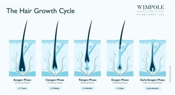 How much weight does body hair add?
