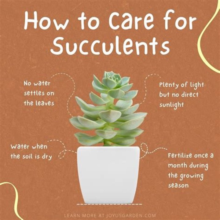 How often should I water succulents?