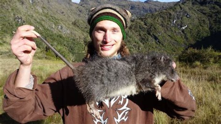 How old are fuzzy rats?