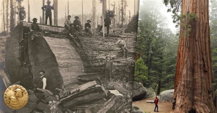 How old are the redwoods?