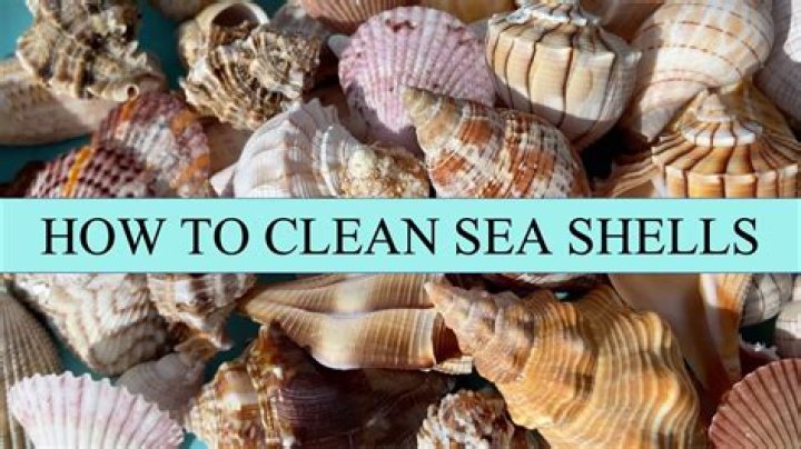 How old can seashells be?