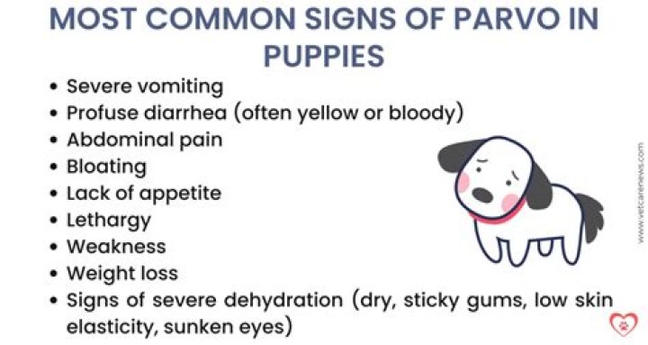 How quickly do puppies show signs of parvo?