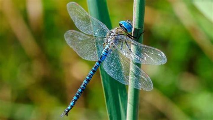 How rare is a blue dragonfly?