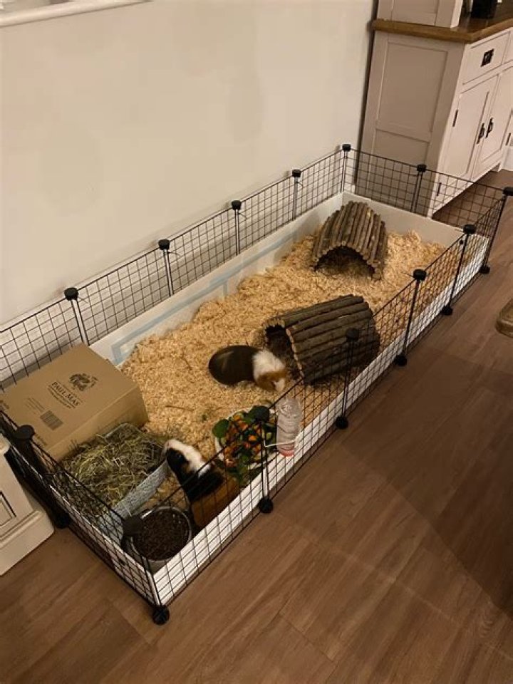 How warm should a guinea pig cage be?