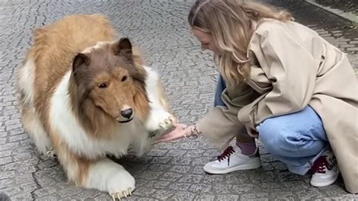 Is a dog's lick a kiss?
