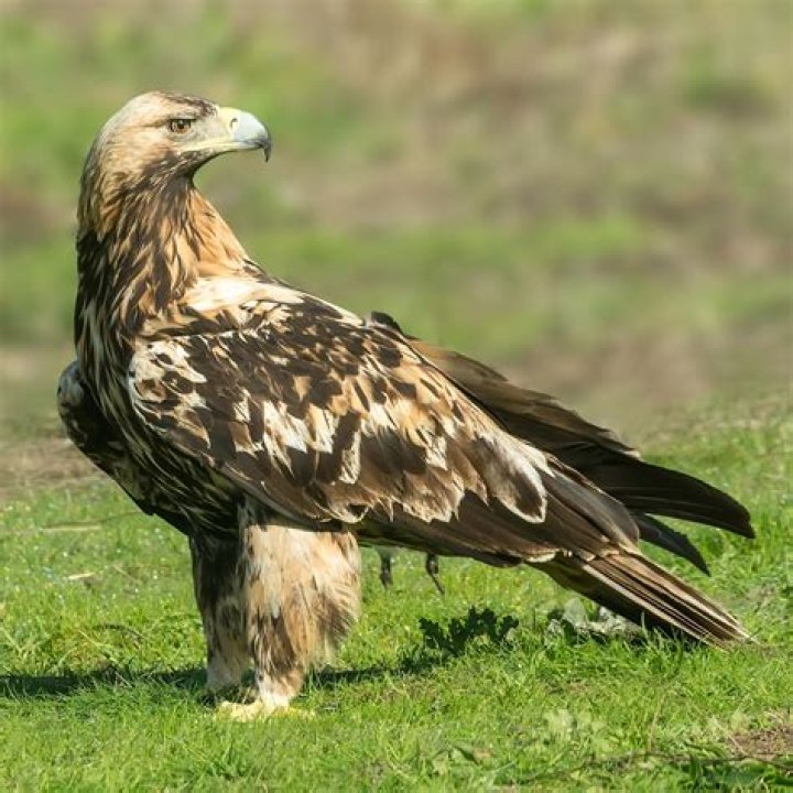 Is a hawk faster than an eagle?