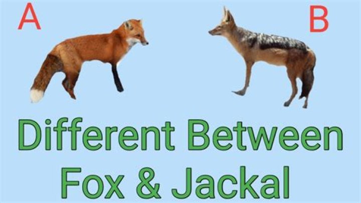 Is a jackal a fox?