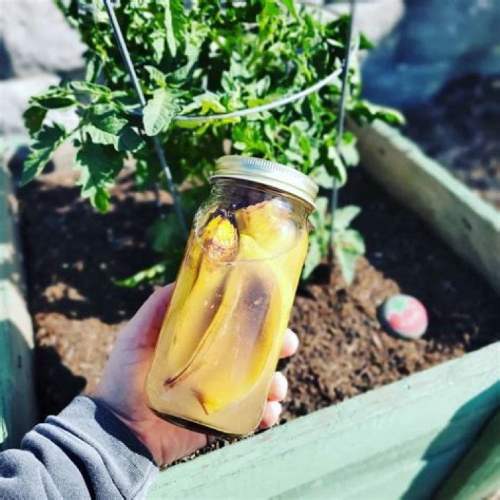 Is banana skin good for tomato plants?