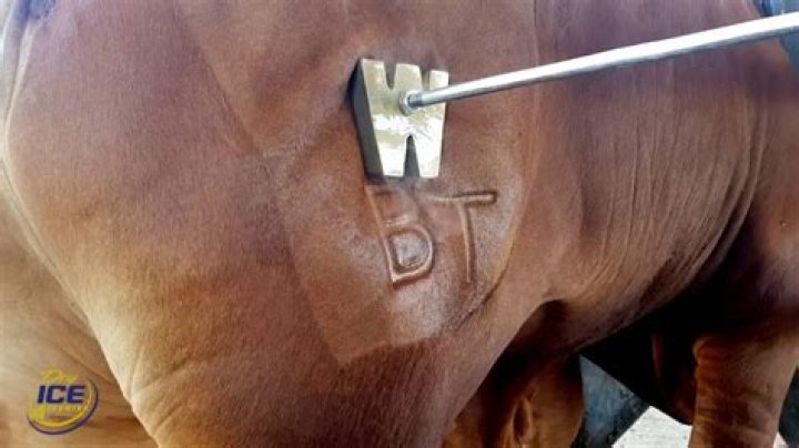 Is branding a horse illegal?