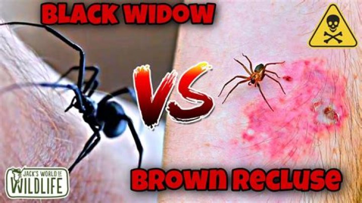 Is brown recluse or black widow worse?